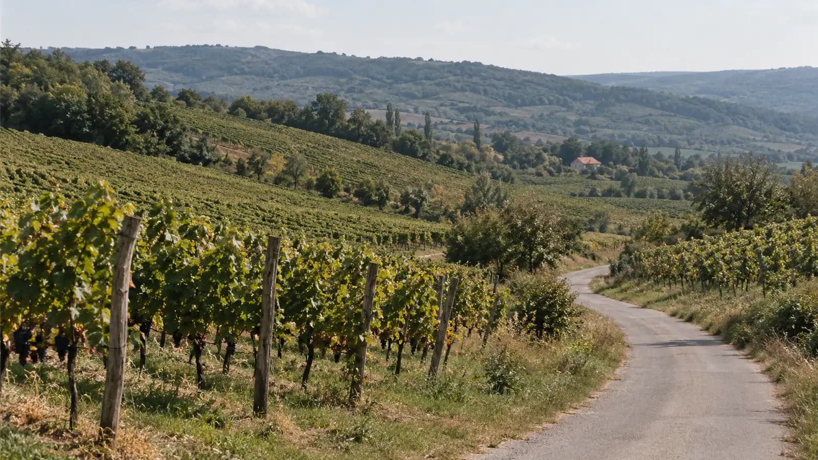 The Best Day Trips from Belgrade: Novi Sad, Fruška Gora & Beyond