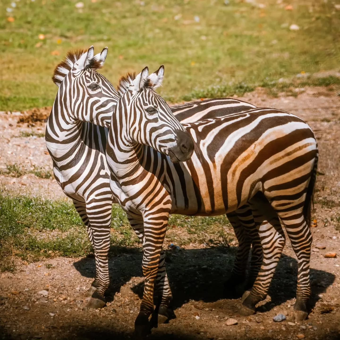 Beo Zoo Vrt