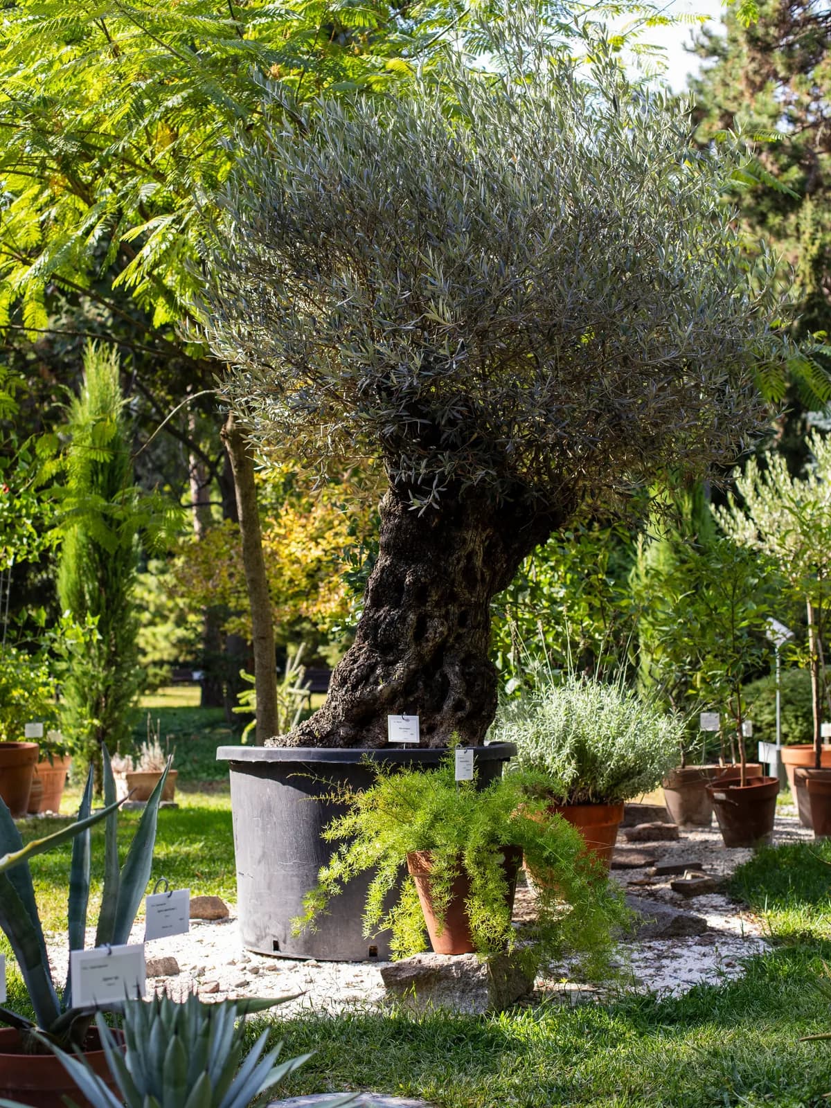 Botanical Garden Jevremovac