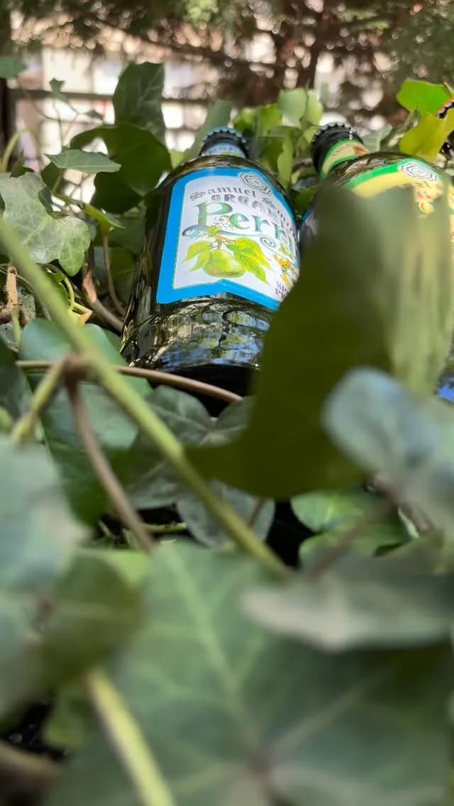 Samo Pivo