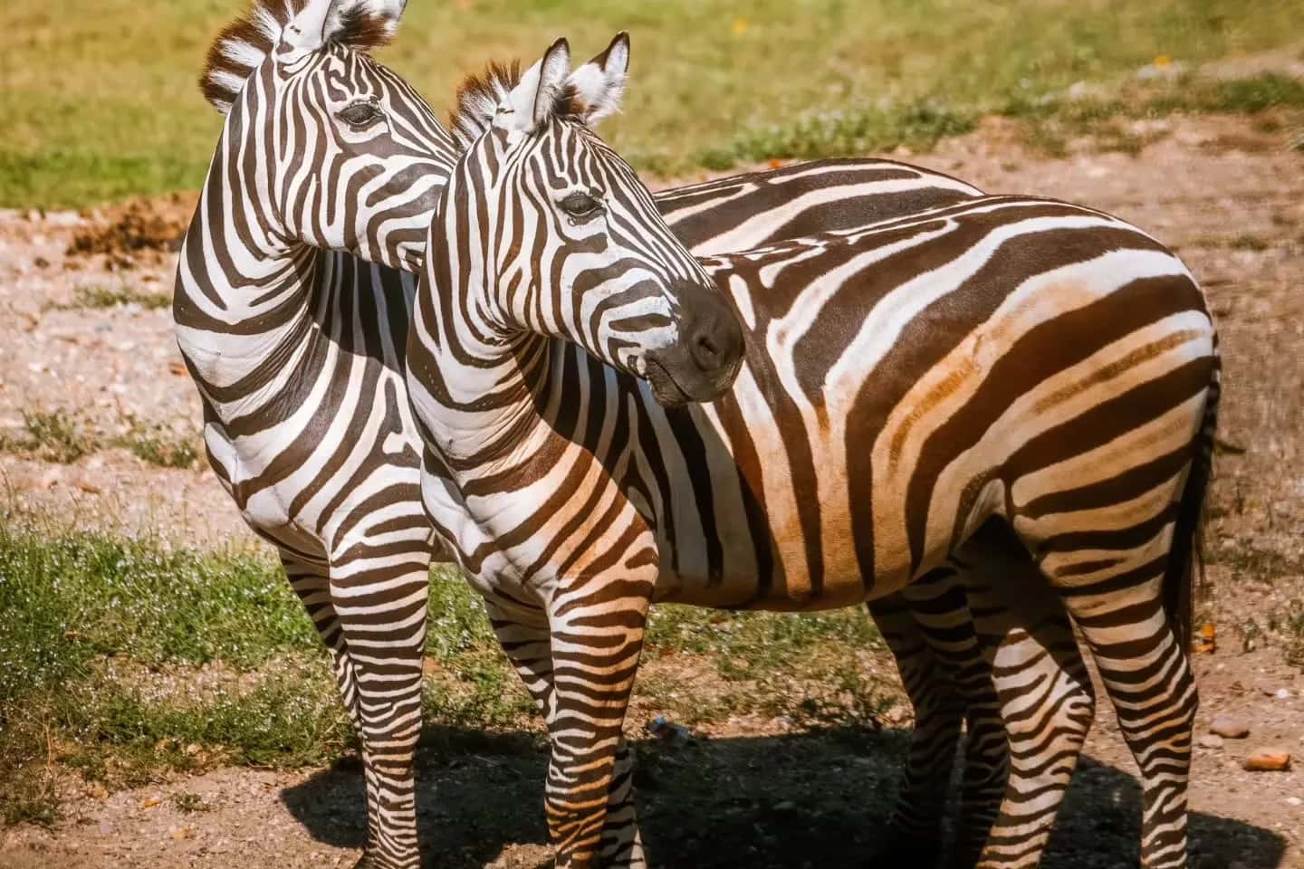 Beo Zoo Vrt